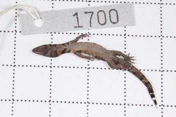 Media type: image;   Herpetology R-189896
